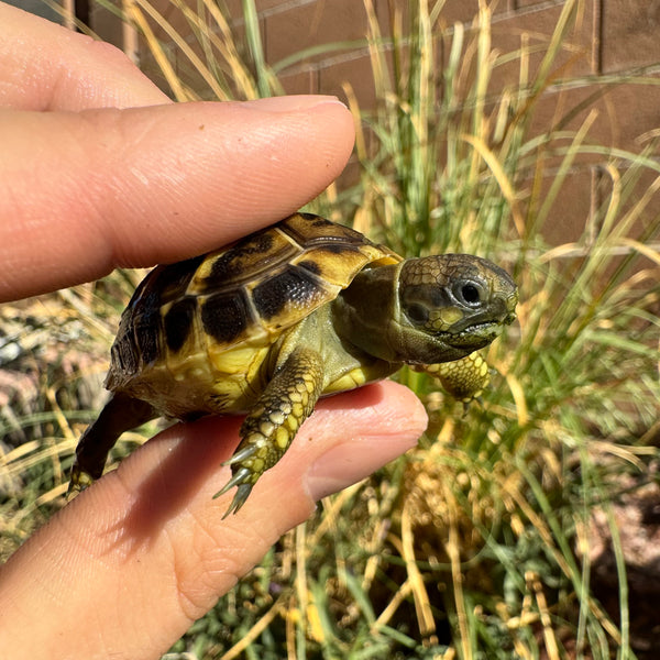 Western Hermann’s Tortoise #W3