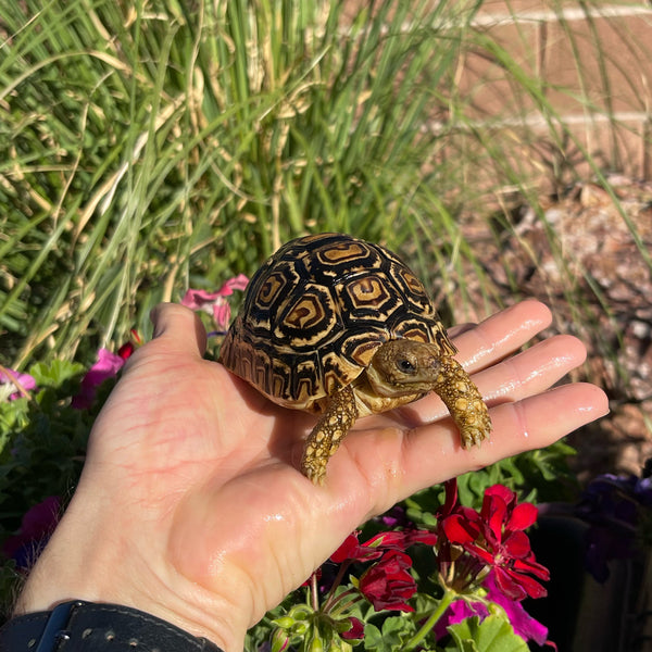 Leopard Tortoise (Pardalis Babcocki) 1 Yr Old #5V