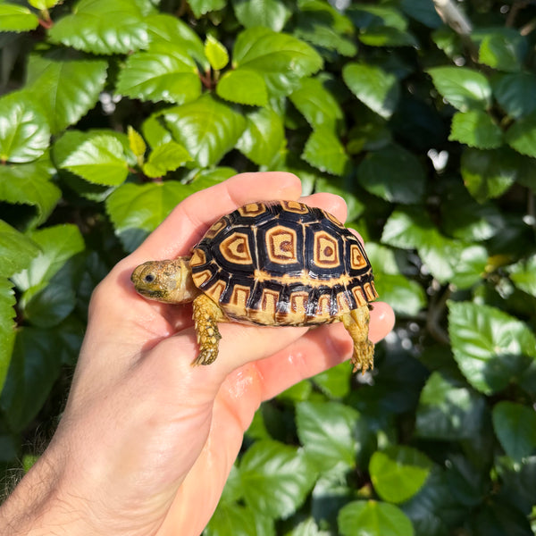 Leopard Tortoise #L1