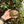 Load image into Gallery viewer, Well Started Marginated Tortoise #M1
