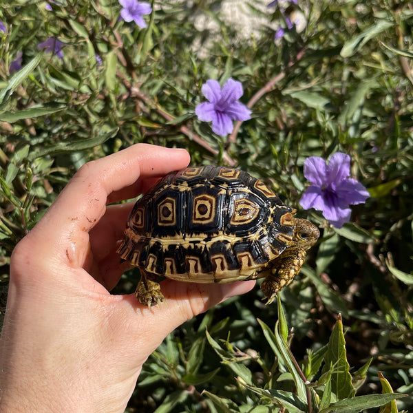 Leopard Tortoise (Pardalis Babcocki) Well Started #O4