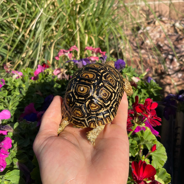 Leopard Tortoise (Pardalis Babcocki) 1 Yr Old #5V