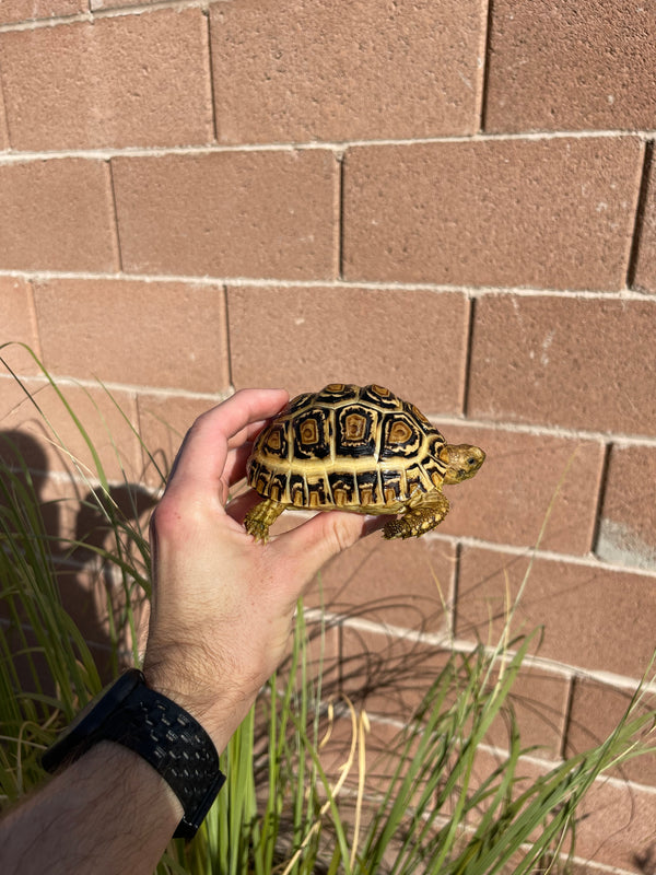 Leopard Tortoise #H1