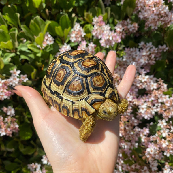 Leopard Tortoise (Pardalis Babcocki)  #L5