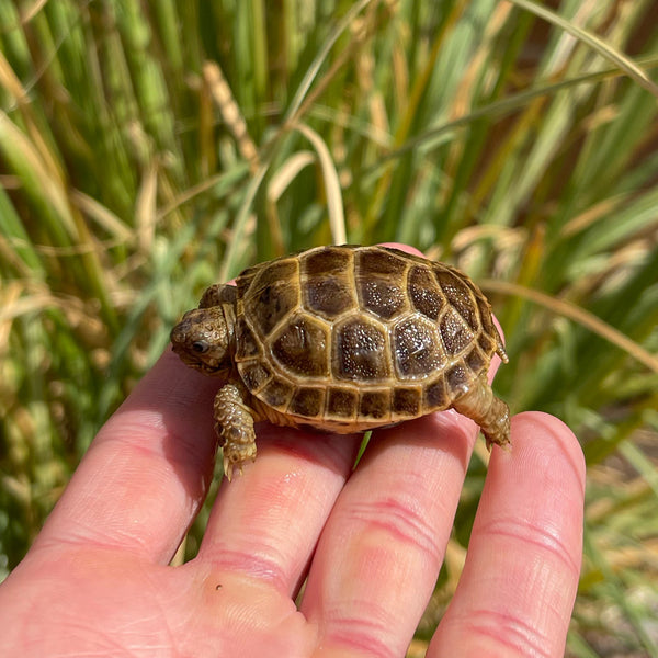 Split Scute Russian Tortoise #0R