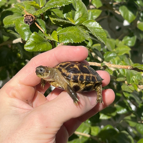 Russian Tortoise #R1