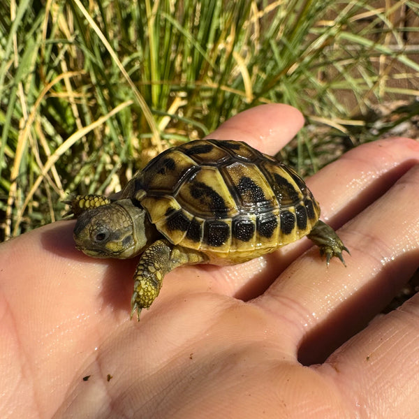 Western Hermann’s Tortoise #W3