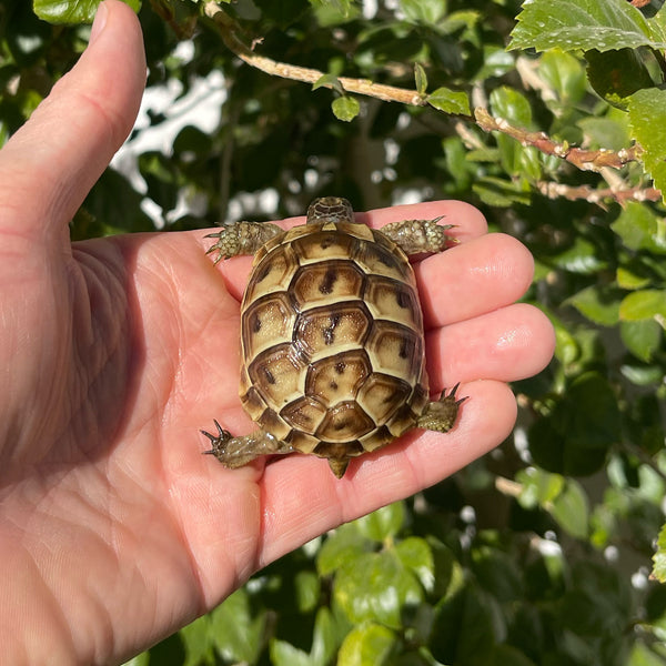 Ibera Greek Tortoise #I2