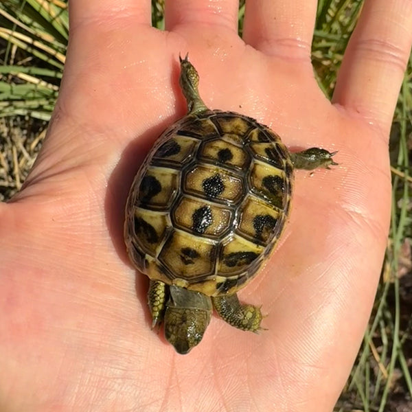 Western Hermann’s Tortoise #W3