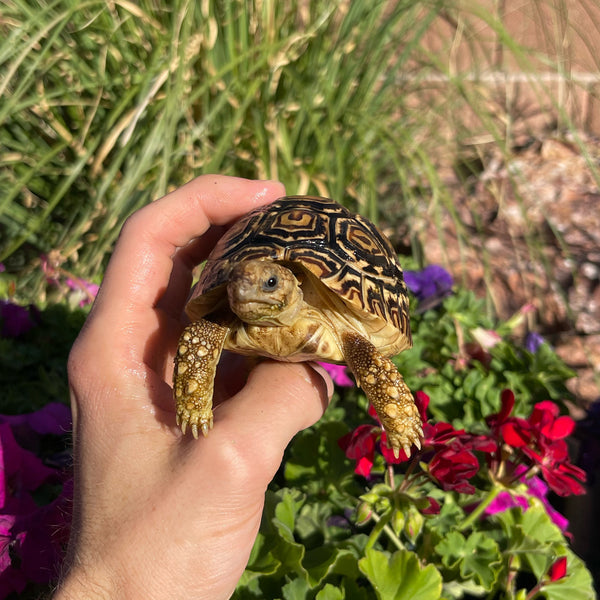 Leopard Tortoise (Pardalis Babcocki) 1 Yr Old #5V