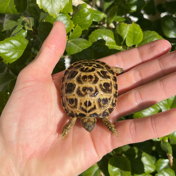 Russian Tortoise #R5