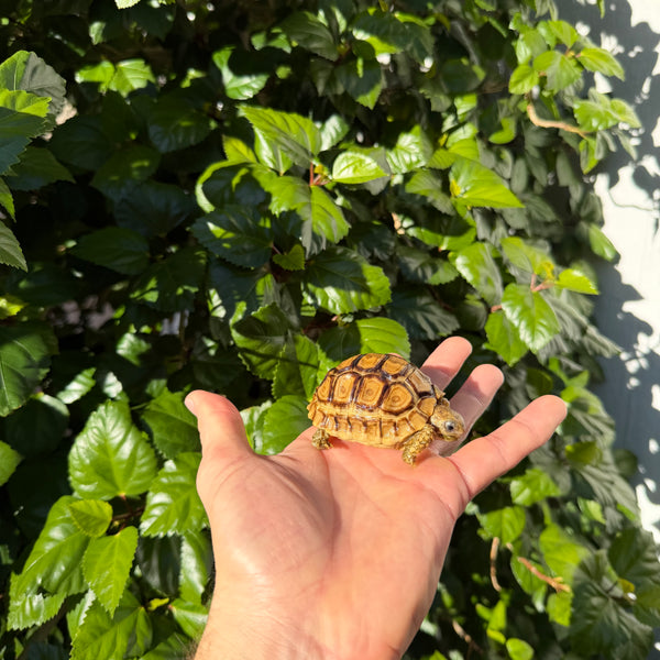 Leopard Tortoise #L3