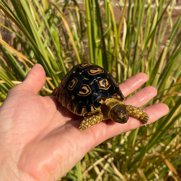 Leopard Tortoise (Pardalis Babcocki) Well Started #O2