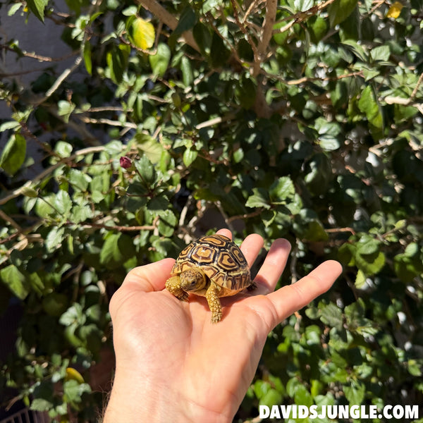 Well Started Leopard Tortoise #D01