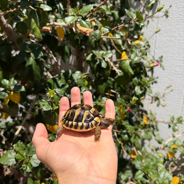 Well Started Marginated Tortoise #M1