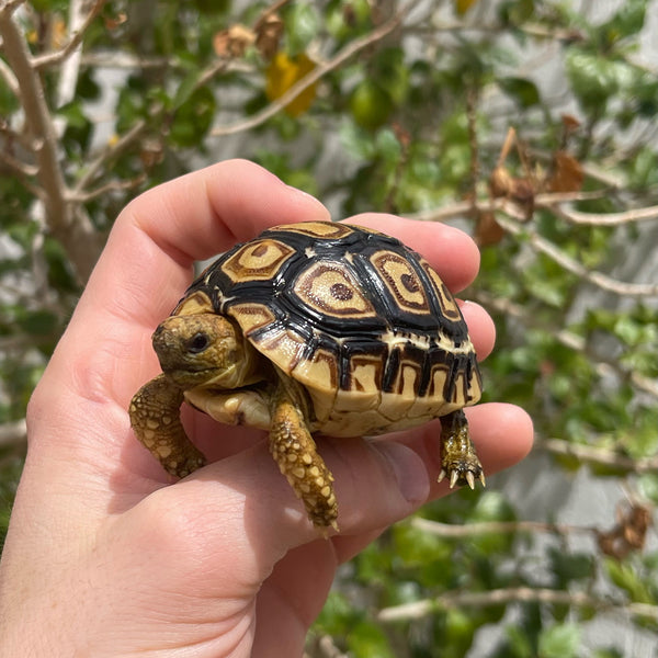 Leopard Tortoise (Pardalis Babcocki) Well Started #2L