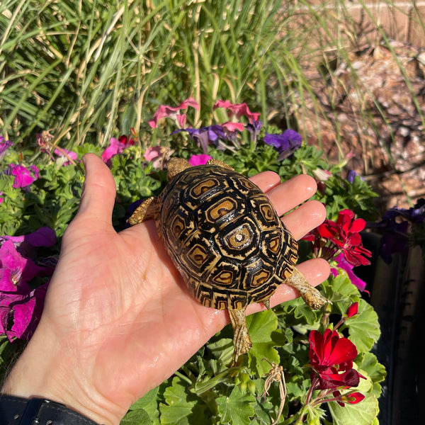 Leopard Tortoise (Pardalis Babcocki) 1 Yr Old #5V