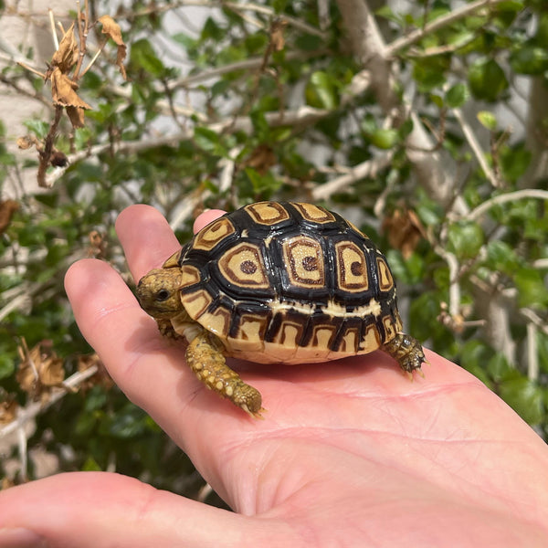 Leopard Tortoise (Pardalis Babcocki) Well Started #2L