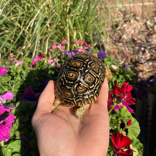 Leopard Tortoise (Pardalis Babcocki) 1 Yr Old #5V