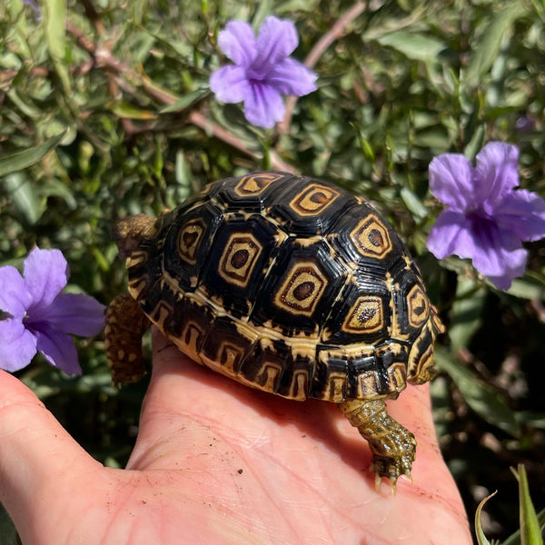 Leopard Tortoise (Pardalis Babcocki) Well Started #O4