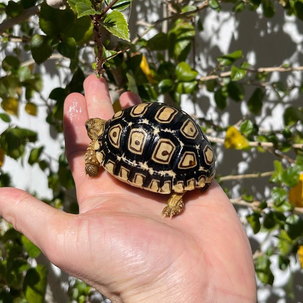 Leopard Tortoise (Pardalis Babcocki) Well Started #1D