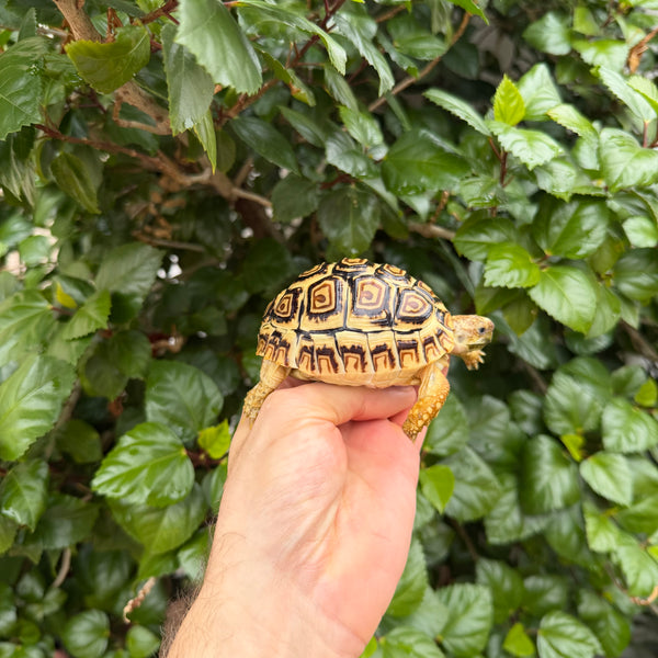 Leopard Tortoise #L2