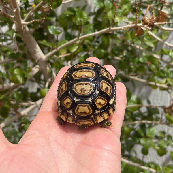 Leopard Tortoise (Pardalis Babcocki) Well Started #2L