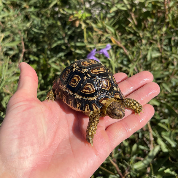 Leopard Tortoise (Pardalis Babcocki) Well Started #O3