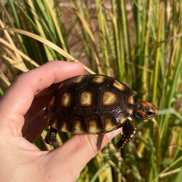 Cherryhead Tortoise #C1