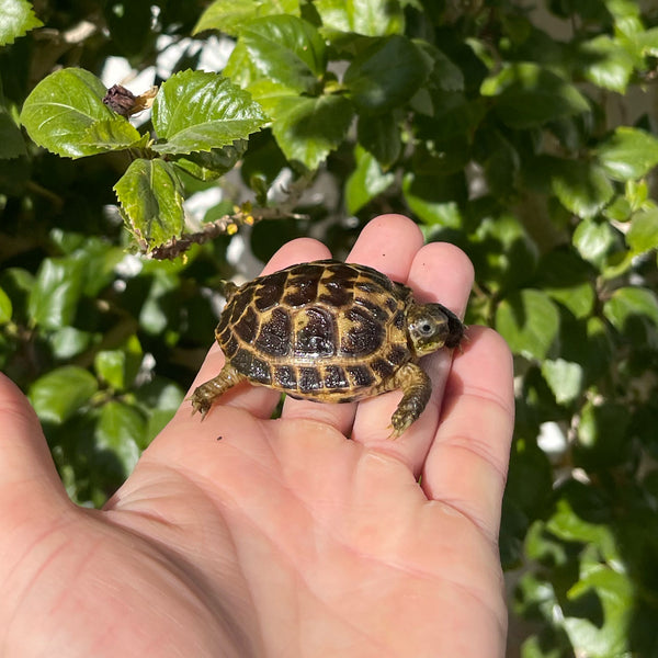 Russian Tortoise #R1