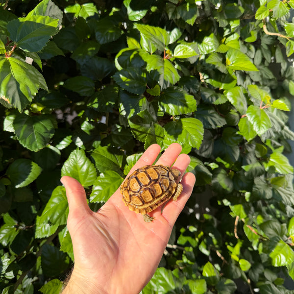 Leopard Tortoise #L3