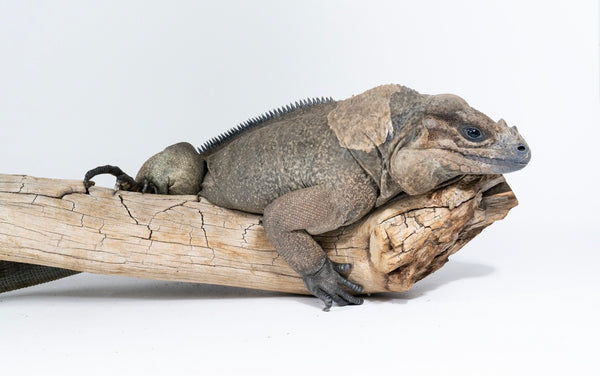 Adult Male Rhino Iguana