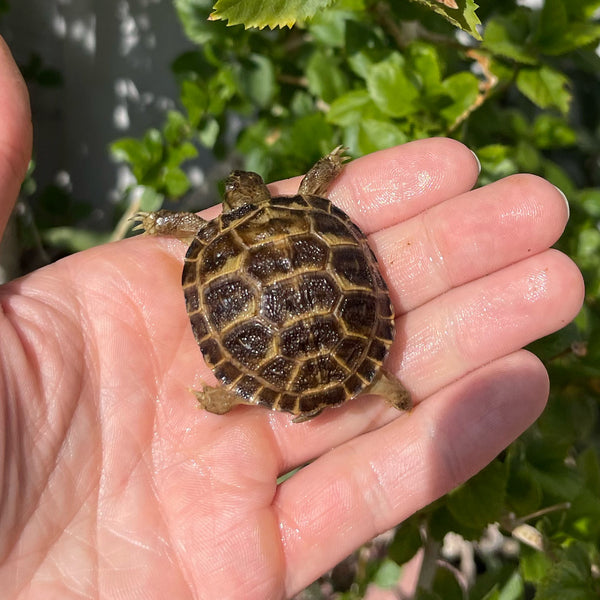 Russian Tortoise #4R