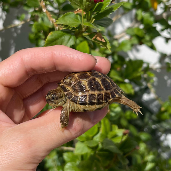 Russian Tortoise #4R