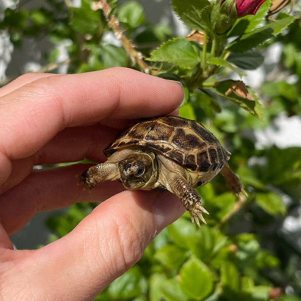 Russian Tortoise #4R