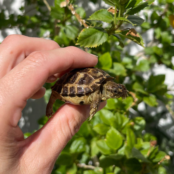 Russian Tortoise #4R