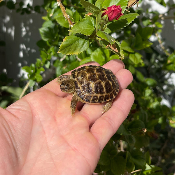 Russian Tortoise #4R