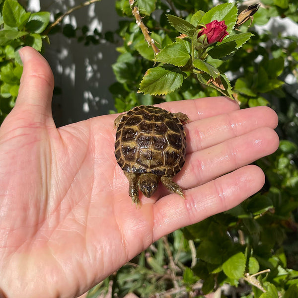 Russian Tortoise #4R