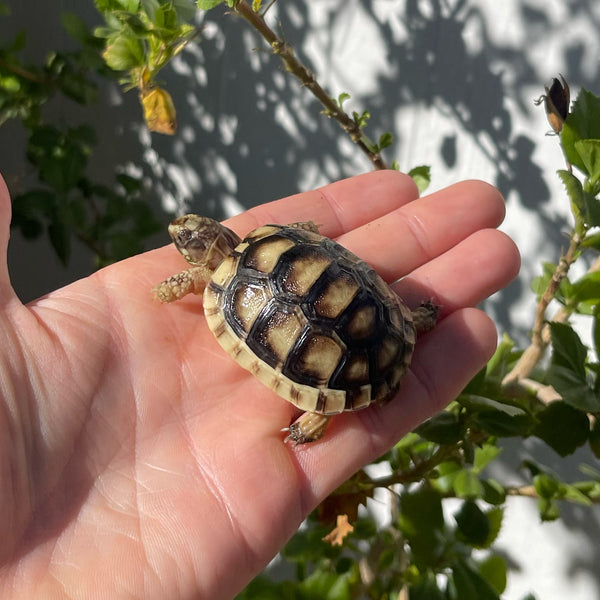 Marginated Tortoise #M1