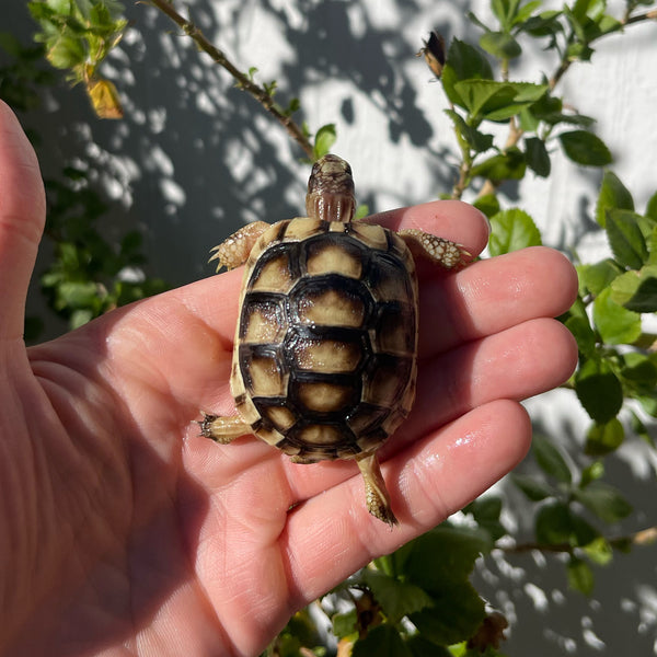 Marginated Tortoise #M1