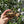 Load image into Gallery viewer, Russian Tortoise 10 Months Old #5T
