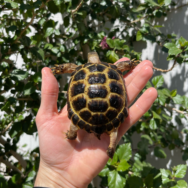 Russian Tortoise 10 Months Old #5T