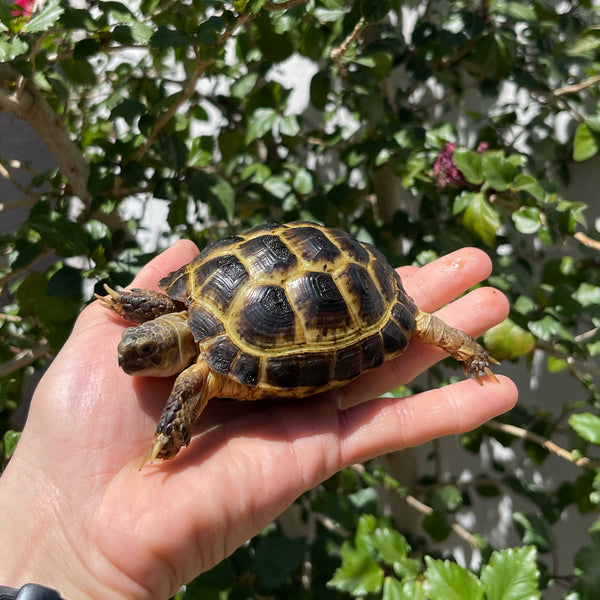 Russian Tortoise 10 Months Old #5T