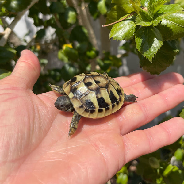 Eastern Hermann’s Tortoise Hatchling Split Scutes #E1