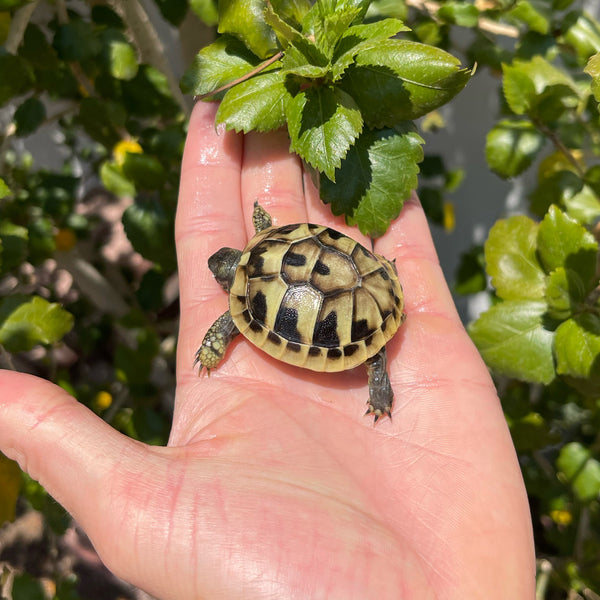 Eastern Hermann’s Tortoise Hatchling Split Scutes #E1