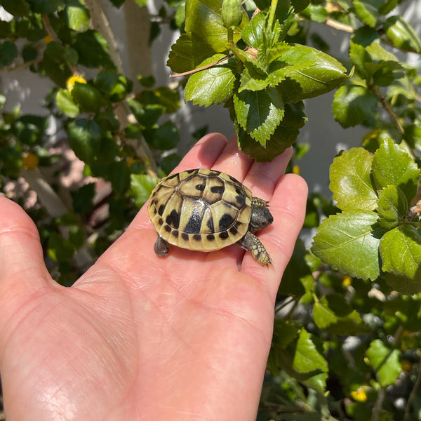 Eastern Hermann’s Tortoise Hatchling Split Scutes #E1