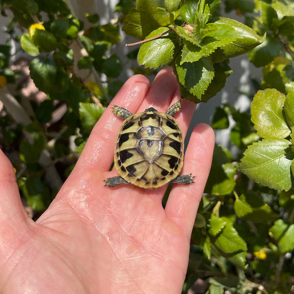 Eastern Hermann’s Tortoise Hatchling Split Scutes #E1