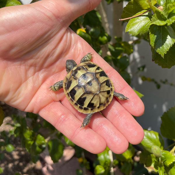 Eastern Hermann’s Tortoise Hatchling Split Scutes #E1