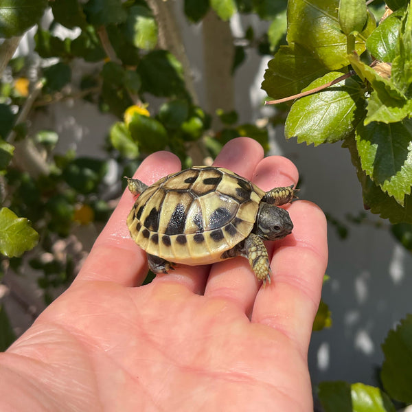 Eastern Hermann’s Tortoise Hatchling Split Scutes #E1