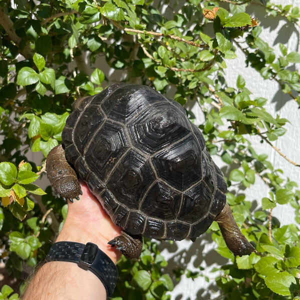 7 Inch Aldabra Tortoise